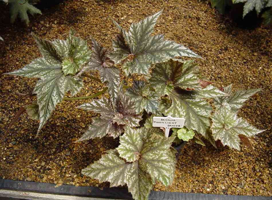B. ‘Moonlight Dancer’
